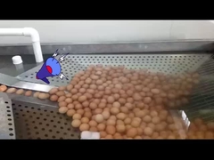 مصنع معالجة البيض السائل مع كسر البيض والبسترة