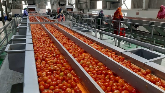 خط إنتاج معجون الطماطم الكاتشب عالي الكفاءة 1000 كجم / ساعة